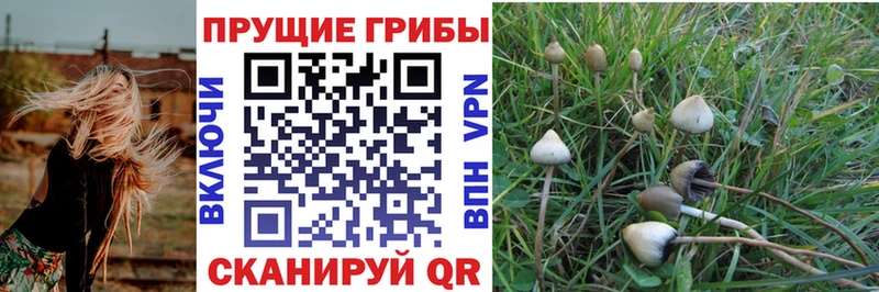 Псилоцибиновые грибы прущие грибы  где купить наркотик  Пучеж 